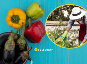 Як збільшити врожай перцю та баклажанів