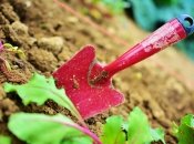 Знезараження ґрунту наприкінці сезону необхідне