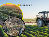 Фермери скаржаться на шкоду заморозків