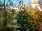 Елки во Львове
