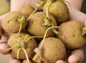 Проросший картофель