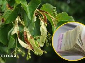 Озеленення на мільйони гривень