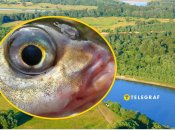 Чебачок амурський