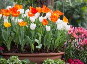 Як виявилось, зрізати тюльпани після цвітіння не можна