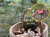 Как выглядит гриб "печеночница"