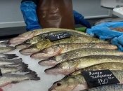 Ціни на рибу в Україні змінилися