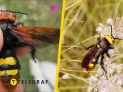 Сколія-гігант