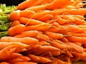 Неправильное соседство для моркови на огороде