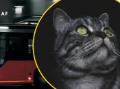 В Днепре произошел курьез с котом в общественном транспорте