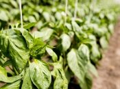 Солодкий перець