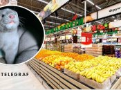 Домашній улюбленець