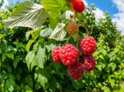 Підживлення малини влітку