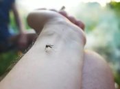 Укус комара спровоцирован "запахом" человека