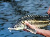 Остер - рідкісна риба в наших водоймах