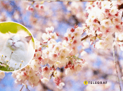 Кіт та дерева навесні