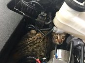 Кот в двигателе авто