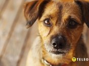 З блохами треба боротись негайно  (зображення створено за допомогою ШІ)