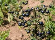 Как ухаживать за смородиной осенью