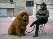 Мастиф чрезвычайно большой пес