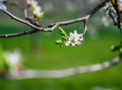 Догляд за садом навесні вимагає особливої уваги