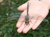 Як називається "стрекоза" українською