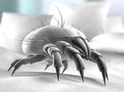 З пиловими кліщами можна впоратися без хімчистки