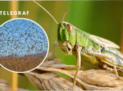 Нашестя сарани в Україні