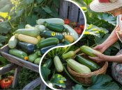 Сезон кабачков в июне