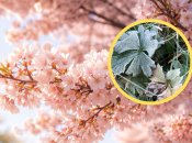 Чекайте на заморозки