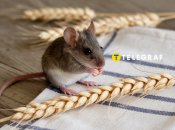 Мыши не переносят запах некоторых цветов