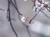 Подекуди вже цвітуть дерева