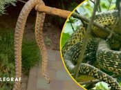 Змій відловлюють фахівці