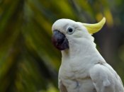 Цей птах уміє тримати ритм