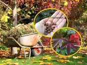 Рослина рицина