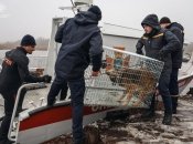 Полювання на диких котів: як з острова, де 21 рік прожила полтавська "Робінзон Крузо", вивозили чотирилапих