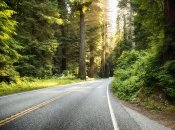 Лесные дороги стоят десятки миллионов