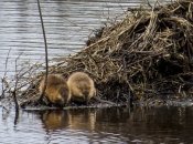 Бобров в Европе сто лет назад почти уничтожили.