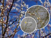 У Рівному білими "котиками" зацвіла козяча верба