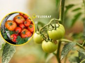 Узнайте, что нужно сделать, чтобы помидоры быстрее созревали