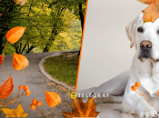 Осіннє листя прикрасило собаку