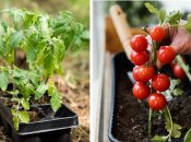 Захистити розсаду помідорів можна за допомогою простого засобу
