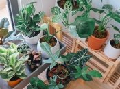 Комнатные растения