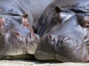 "Нарушители": бегемоты Пабло Эскобара изменили экосистему Америки