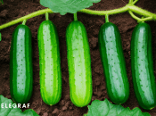 Добриво для огірків з хліба