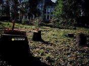 Вместо срезанных старых деревьев скоро должны появиться молодые