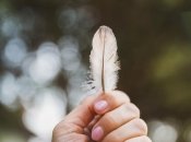 Выбирите любое из перышек, котрые вы увидите на картинке