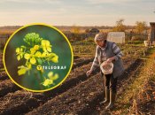 После сбора урожая на огороде нужно посеять сидераты