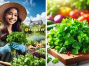 Петрушка — це не лише ароматна зелень, а й рослина, яка відлякує шкідників із городу