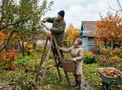 Осенью в саду можно делать только санитарную обрезку