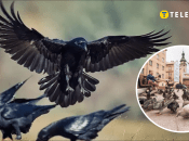 Вороны и голуби